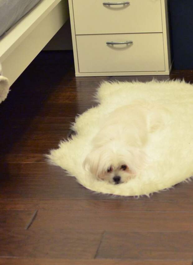 Собачка, расслабленно тающая на коврике животные, расслабленность, смешно, фото