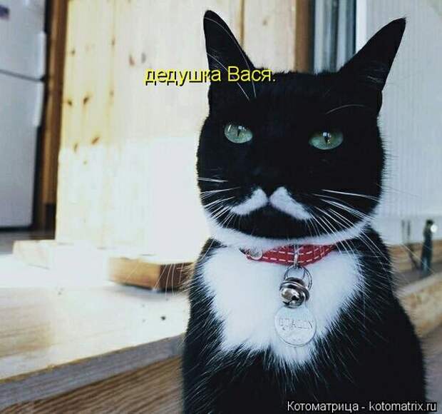 Лучшие котоматрицы недели (50 фото)