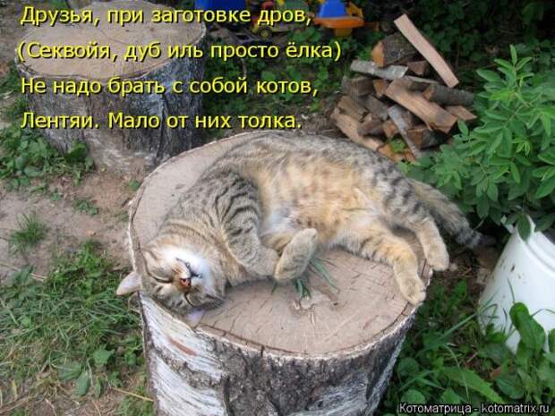 Лучшие котоматрицы недели (50 фото)