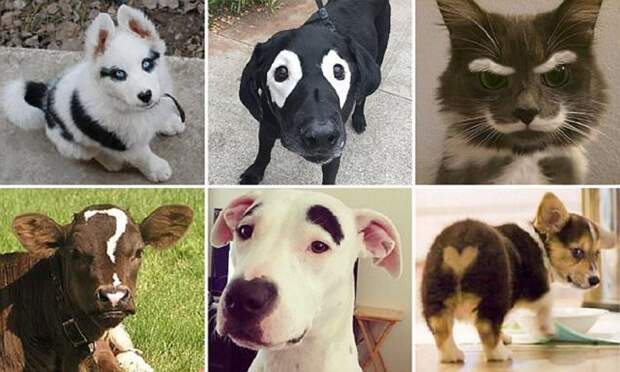 Ни на кого не похож: самые невероятные отметины у животных