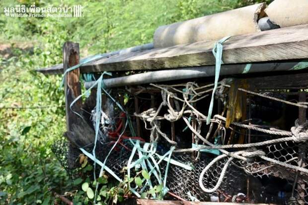 Золотистый ребёнок жил в мешке мусора 10 лет! Его владельцы вызвали спасателей от отчаяния животные, история, спасение