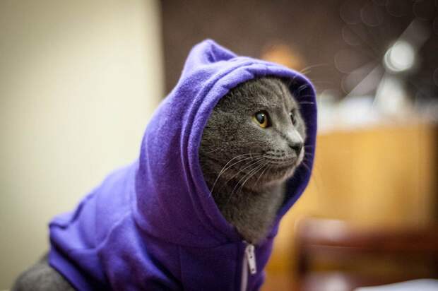 Стильные кошки, которые заставят вас почувствовать себя немодными  кошки, мода