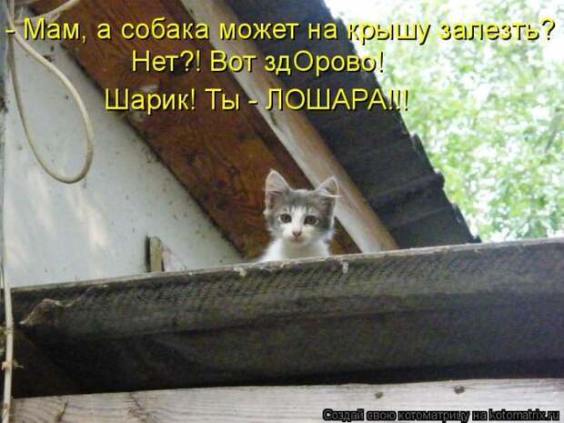 Лучшие котоматрицы недели (50 фото)