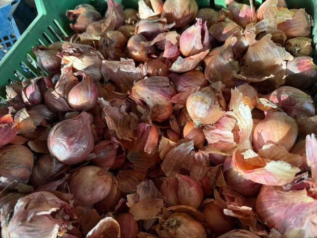 Не дайте луку уйти в стрелку: агроном раскрыл секреты подготовки севка, о которых молчат в магазинах