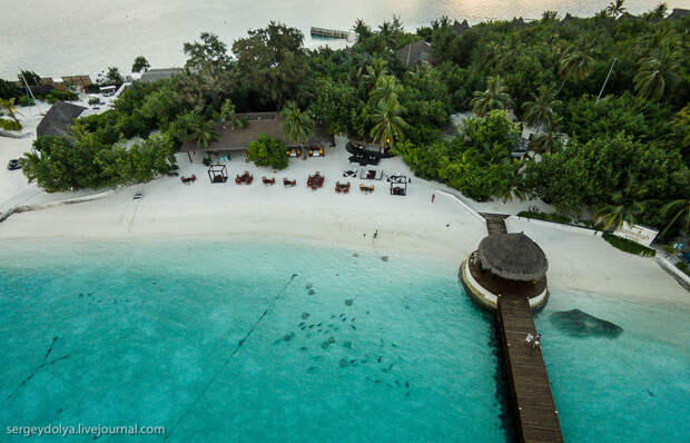 25 20141117 maldives 410 Как кормят скатов на Мальдивах.