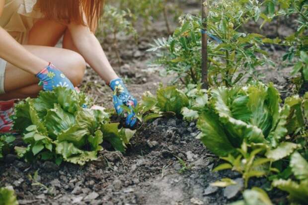 Навоз больше не нужен: чем заменить его на даче