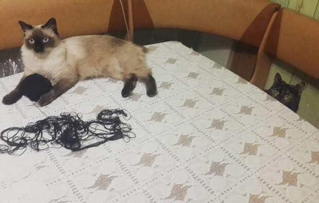 Наглое и воровитое зверье, делающее все что вздумается Наглое и воровитое зверье, делающее все что вздумается