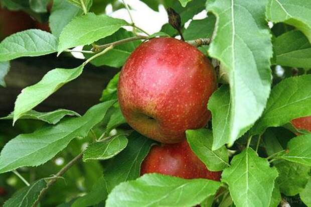 Яблоневые листья полезны для здоровья