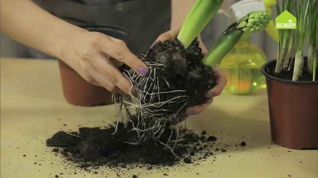 Весенняя композиция из луковичных растений