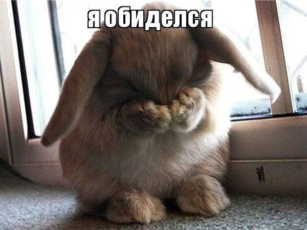 Не расчесали шерстку... Не расчесали шерстку... грустно, животные, обиделись, смешно