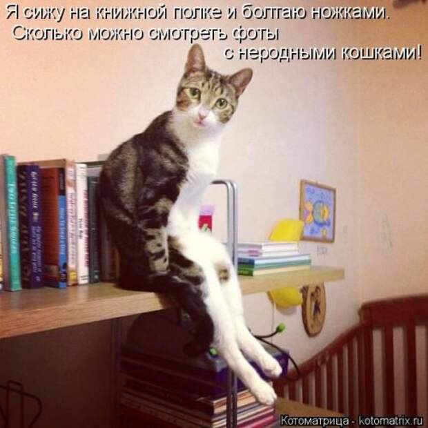 Лучшая котоматрица недели (35 фото)