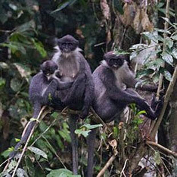 Вымершие обезьяны. Обезьяны лангуры в тропическом лесу. Вымершие приматы. Обезьяны острова Борнео.