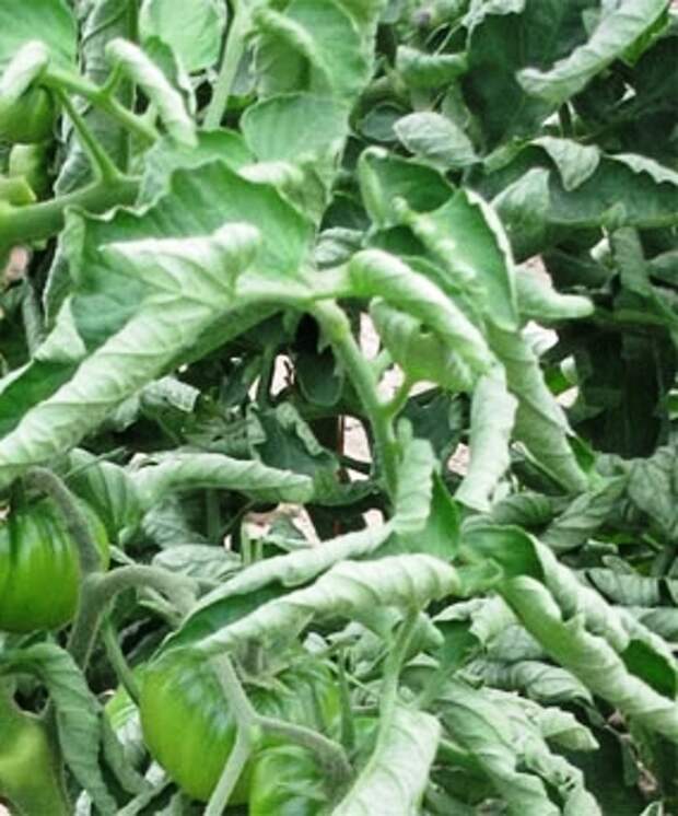 секреты выращивания томатов