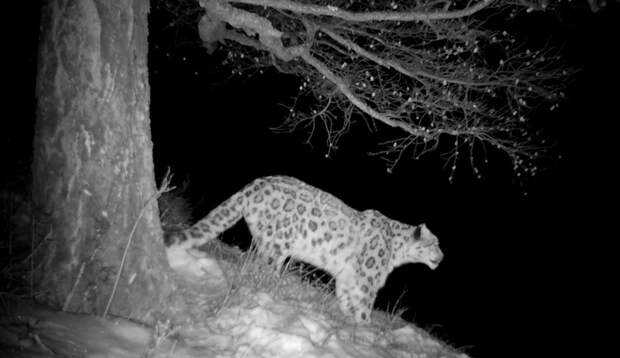 Брачную песню снежного барса на Алтае впервые сняли на видео