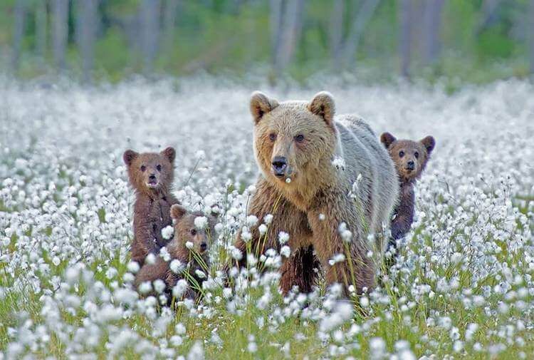 Несколько милых фотографий медведиц с детьми