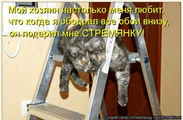 Котоматрицы(картинки с подписями)