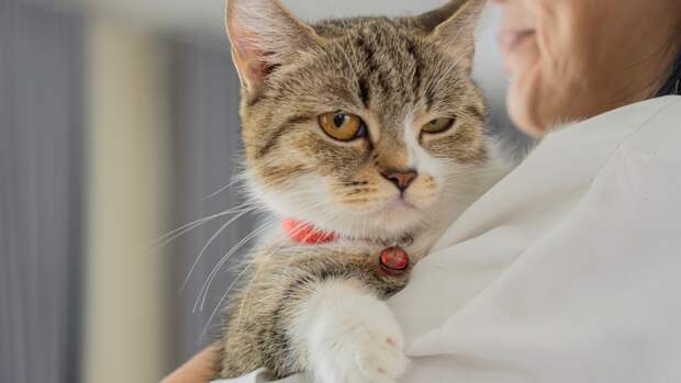 Зачем мяукать и мурлыкать: новое исследование «речи» кошек