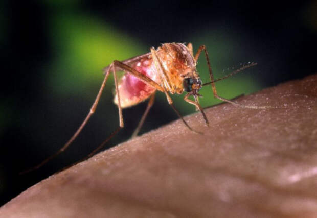 Дачная борьба с комарами - фумигатор или репеллент?