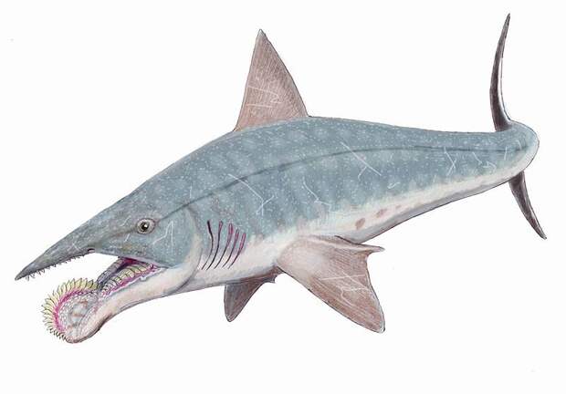 Зачем акуле циркулярная пила вместо зубов?