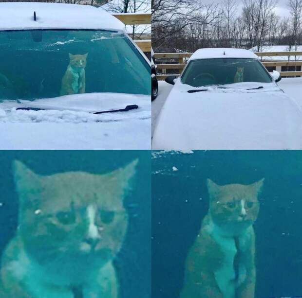 Снег - самый страшный кошмар любого кота. 10 фото, доказывающих это