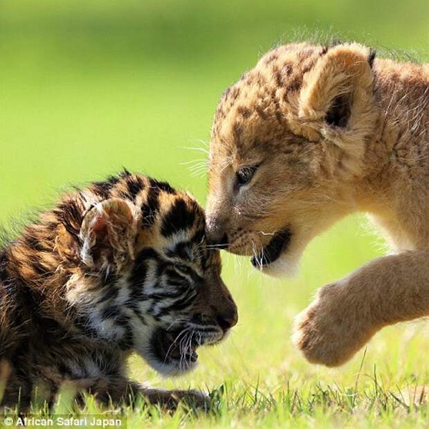 The cubs playing in the grass