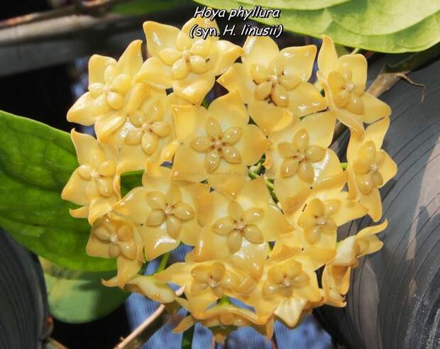 Hoya phyllura ( syn Hoya linusii ) красота, лиана, природа, флора, хойя, цветы, чудеса