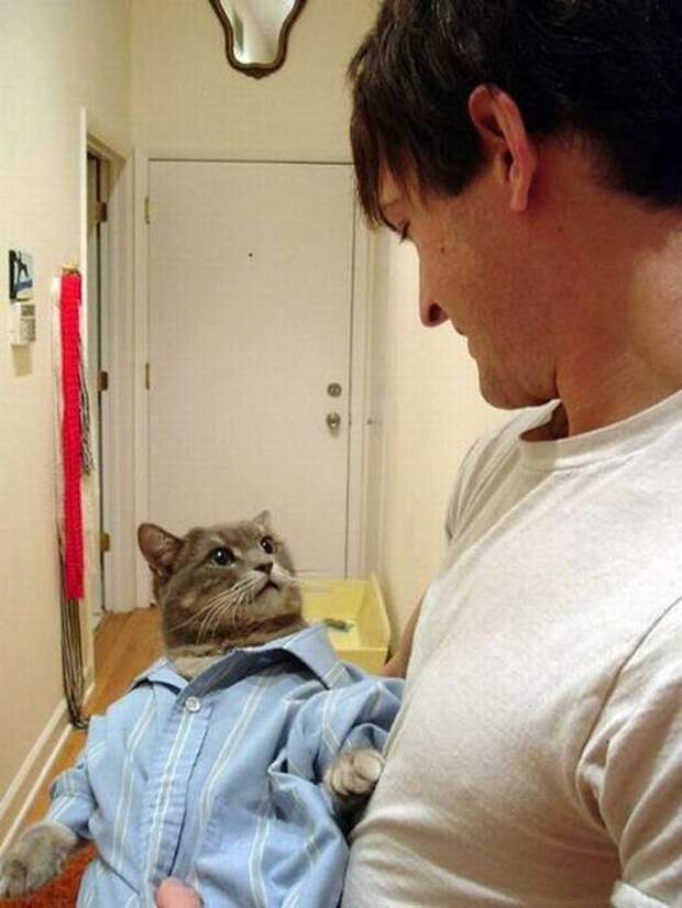 Котики