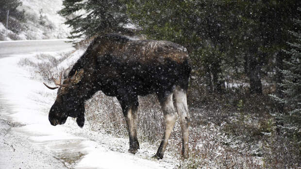 Эколог Рыбальченко: яркий свет фар только разозлит лося
