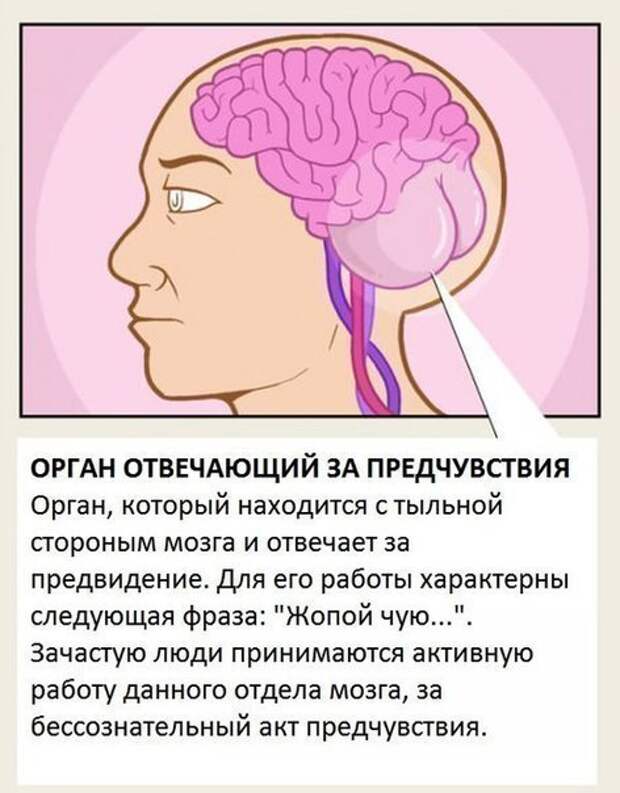 Органы, о существовании которых вы не знали.