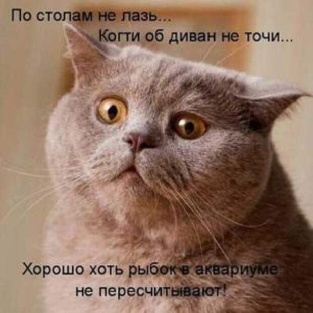 Фотоприколы с надписями