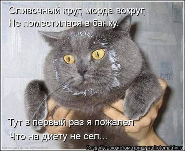 Котоматрицы (картинки с подписями)