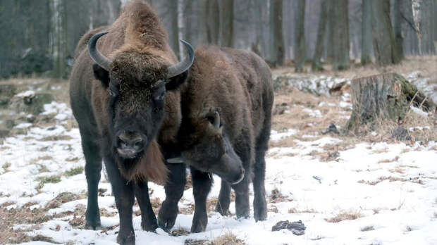 В экоцентре "Яуза" устроят путешествие по заповедникам России