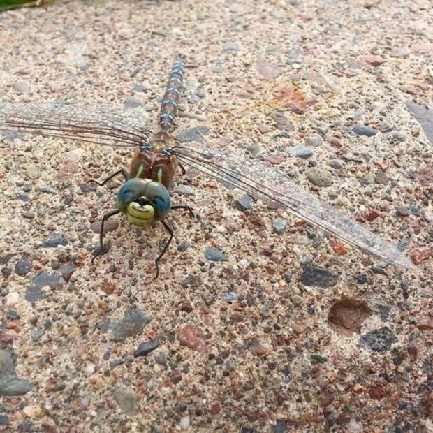 Забавные рожицы вокруг нас (27 фото)