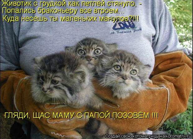 Котоматрица: Животик с грудкой как петлёй стянуло, - Попались браконьеру все втроем... Куда несешь ты маленьких манулов?!!!  ГЛЯДИ, ЩАС МАМУ С ПАПОЙ ПОЗОВЁМ 