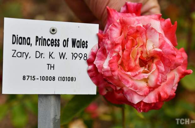 Сорта роз, названые в честь знаменитых личностей