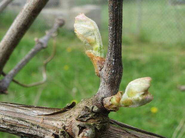 Лоза винограда весной