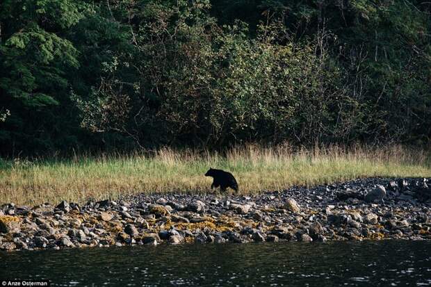 В глушь, на Аляску: как жить на острове среди медведей и китов и не сойти с ума аляска, жизнь, люди