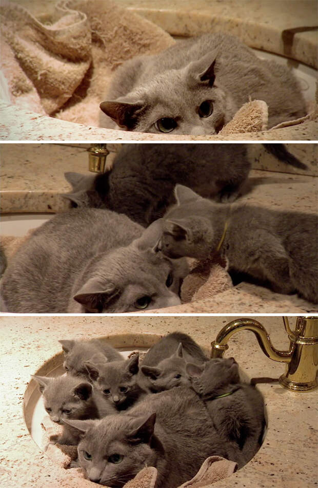 Кошки помещаются во всем