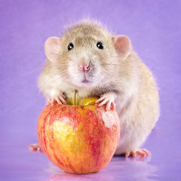 Лизандер с яблоком Оздамар, грызун, животные, крыса, портрет, проект, съемка, фото