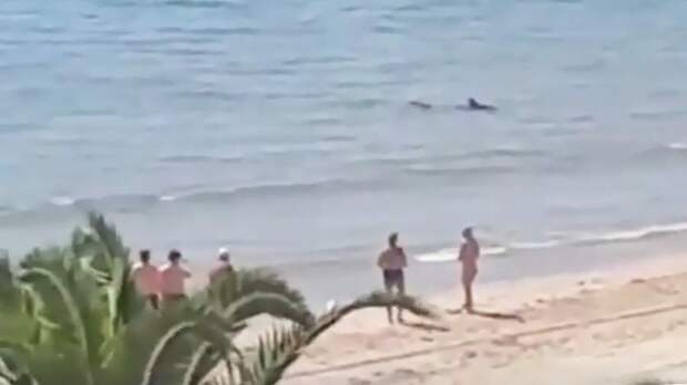 Отдыхающих на пляже в Испании распугала крупная акула