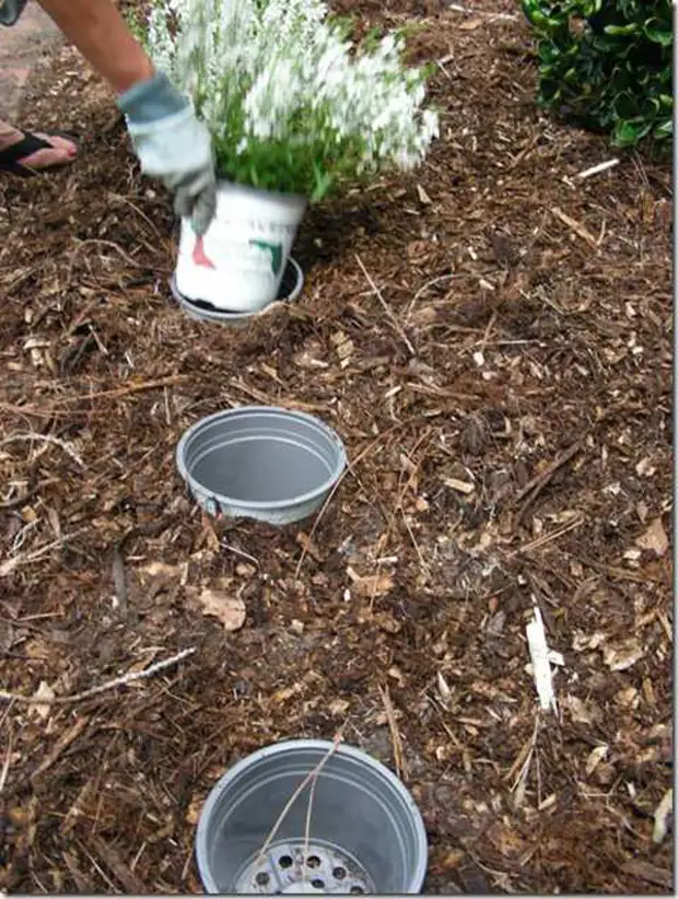 plantatoare
