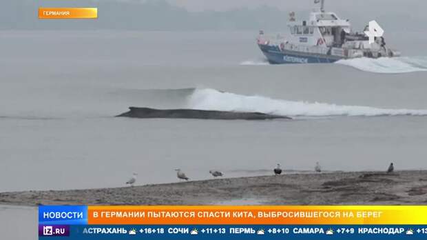 В Германии пытаются спасти кита, застрявшего на берегу Балтийского моря