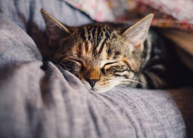 почему нельзя брать кота за шкирку кот