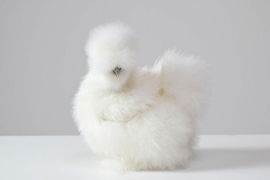 14. Белая китайская шёлковая курица (Silkie)