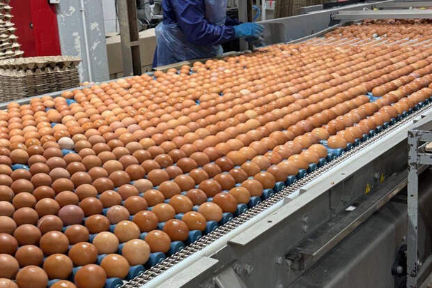 В Тульской области на 30% увеличат объём производств яиц