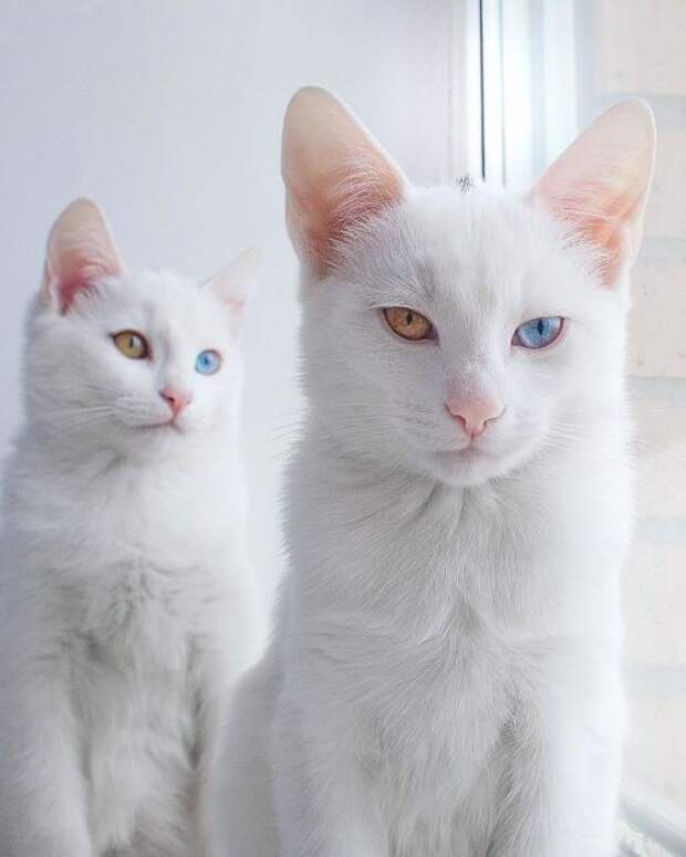 11 фотографий очаровательных кошек-близнецов с гетерохромией