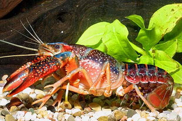 Есть икру рака. Procambarus clarkii. Рачки в аквариуме. Красный рачок в аквариуме. Procambarus clarkii фото.