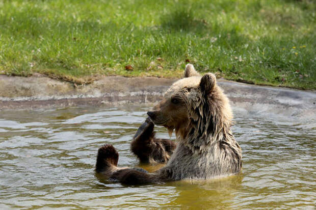 медведица в воде