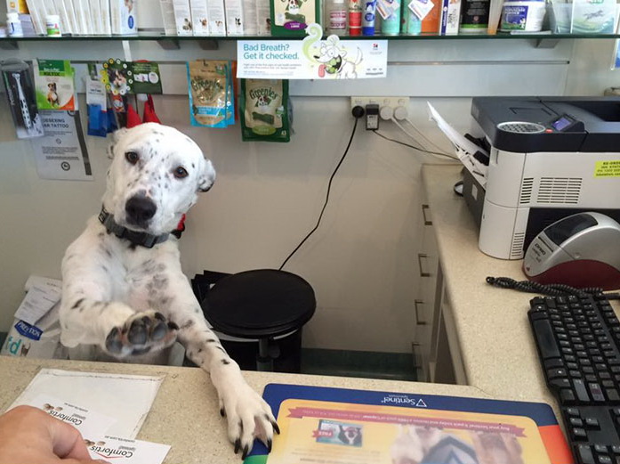 funny-tumblr-dogs-76b324__700