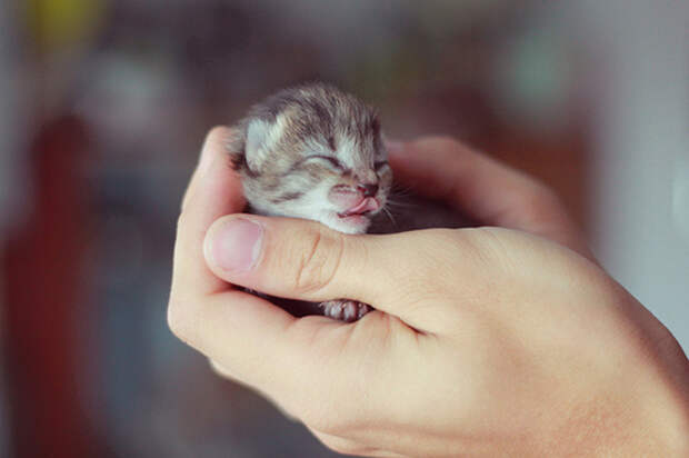 cat-cub-cute-kittenamplt3-little-Favim.com-53565